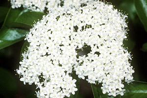 Blackhaw Viburnum flowers
